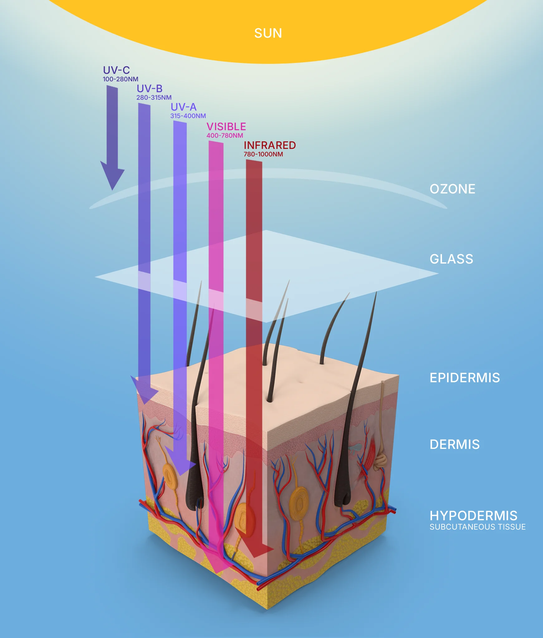 Diagram comparing how different wavelengths pass through ozone and glass and penetrate the layers of skin.