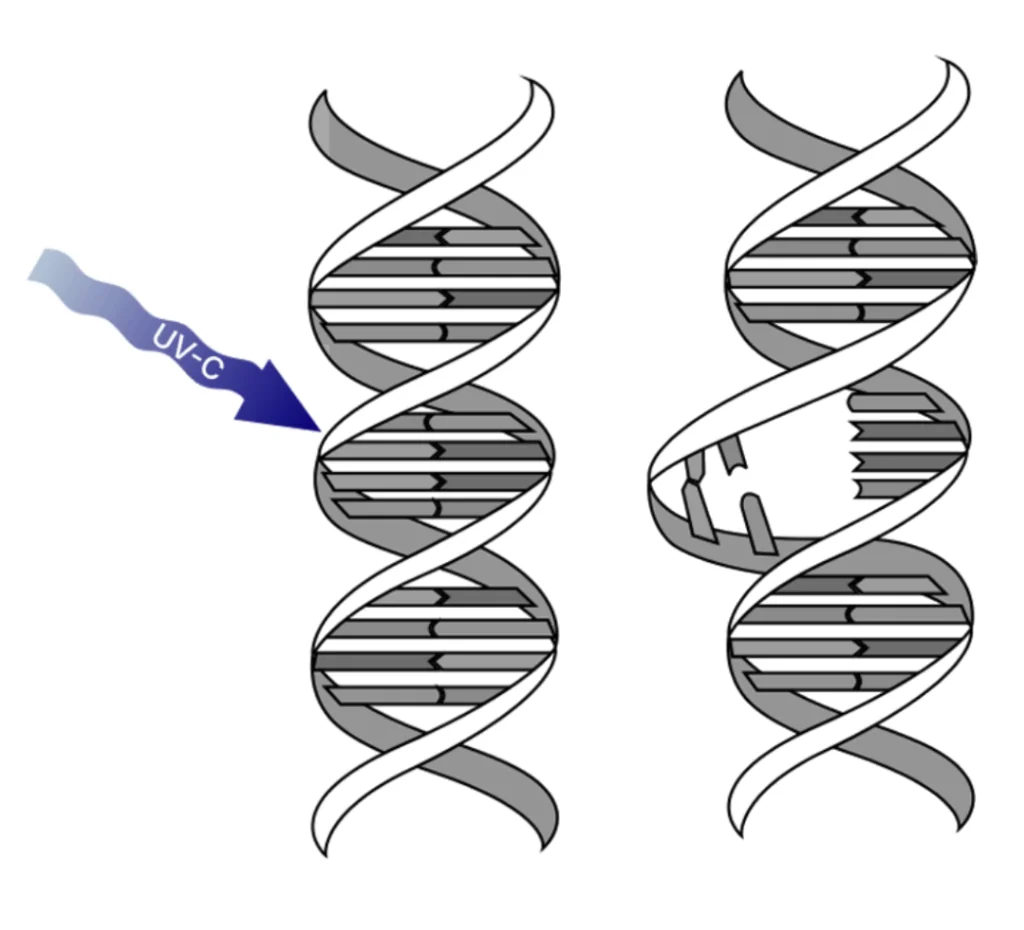Illustration of a DNA double helix before and after UV-C exposure, showing disrupted connections between its strands.